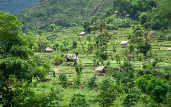 Bali, Rice fields, Rice terraces in East Bali, Indonesia