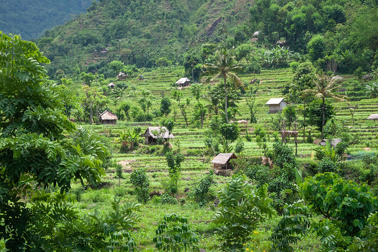 Bali, Rice fields, Rice terraces in East Bali, Indonesia