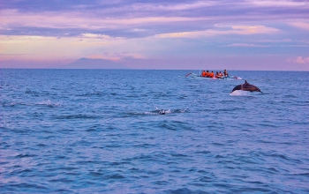 Dolphins and Sunrise in Lovina, Indonesia Bali - panoramio (1)