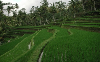 Gunung Kawi Rice Terrace Tampaksiring 1