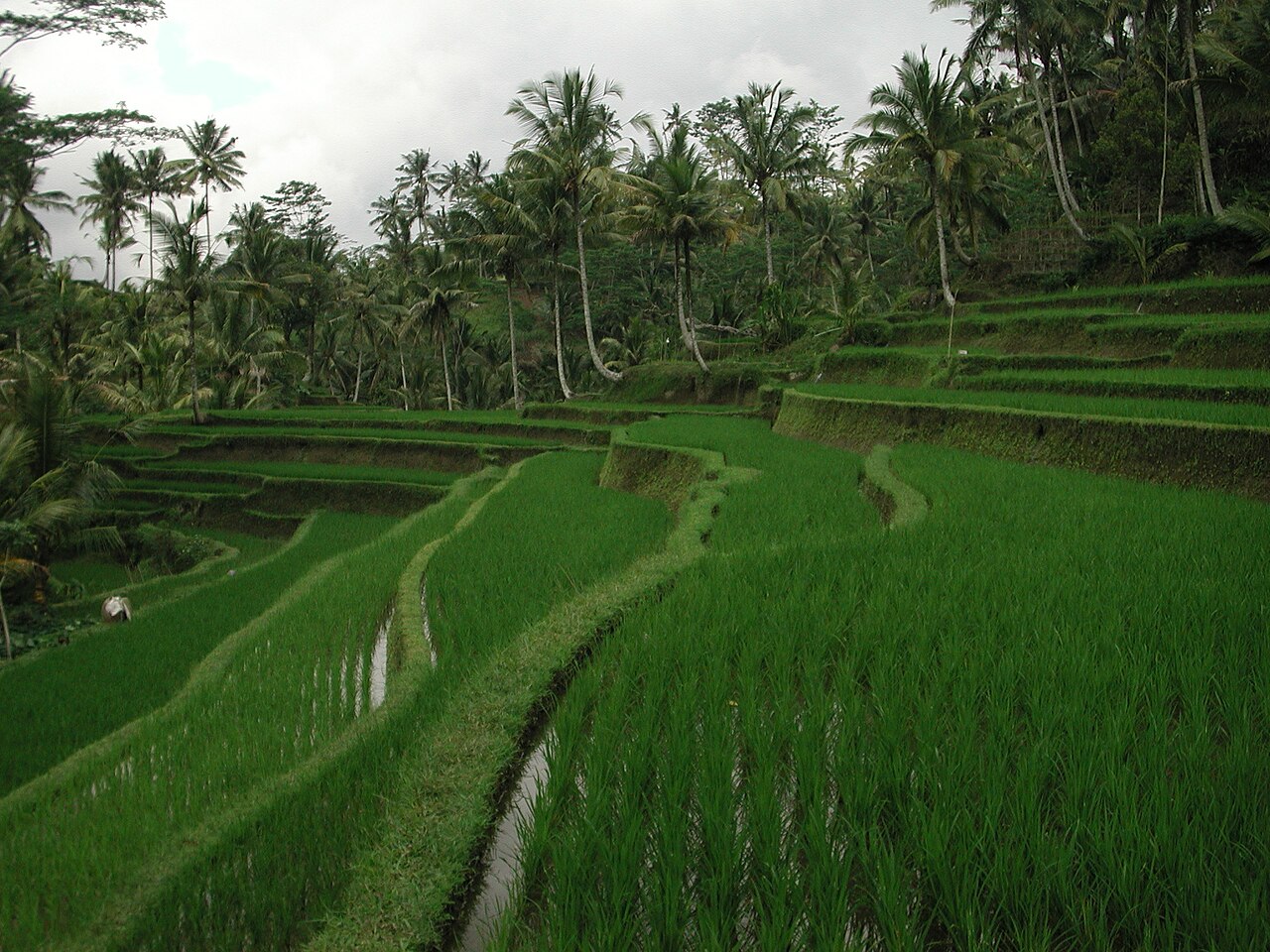 Gunung Kawi Rice Terrace Tampaksiring 1