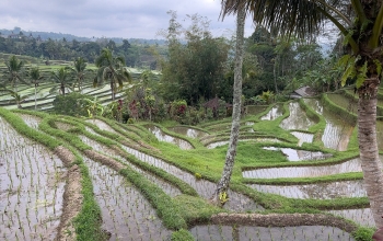 Jatiluwih rice terraces SF0002