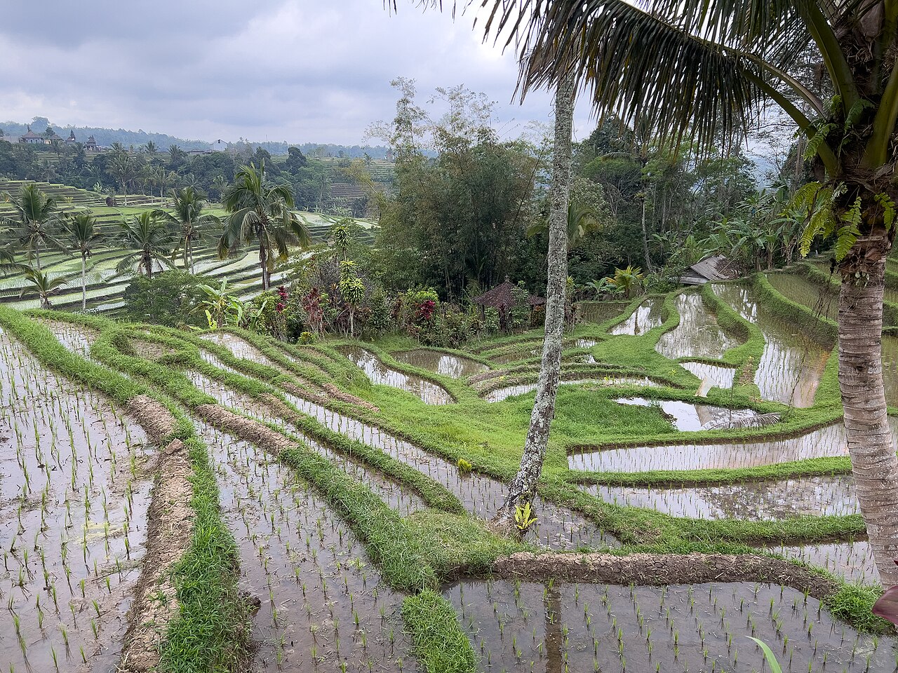 Jatiluwih rice terraces SF0002