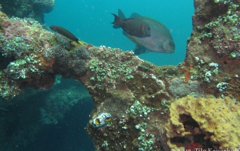 Natural Underwater Frame (219417519)