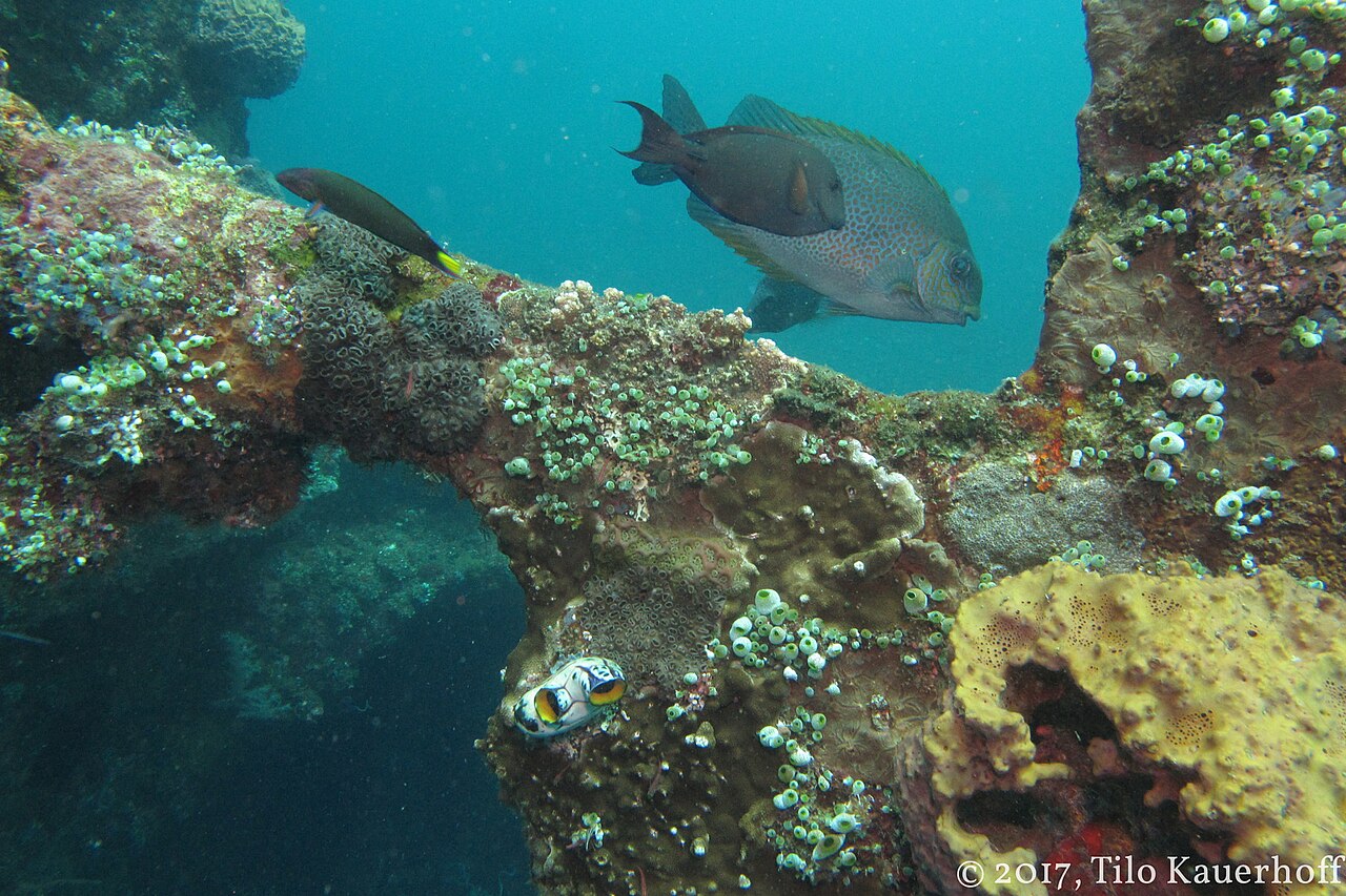 Natural Underwater Frame (219417519)