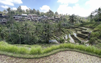 Tegallalang rice terraces SF0001