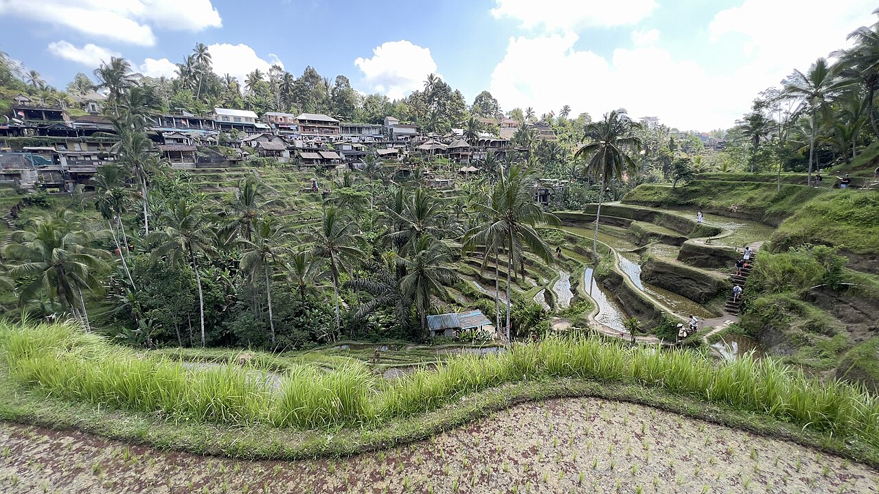 Tegallalang rice terraces SF0001